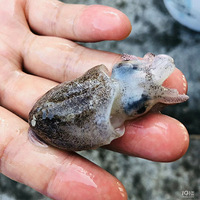 ������ͷ���������