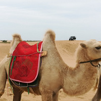 �������ɳĮ