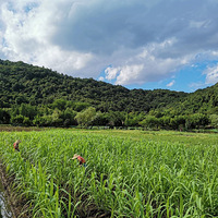 û�����˰׳��ŵĺ�������������ƺþ�ɫ��