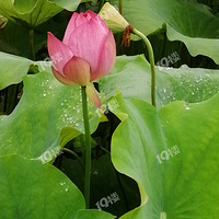 ��Ļ���Ŷ