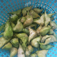 ���˱سԵ�һ���ˡ��������Ϻ���