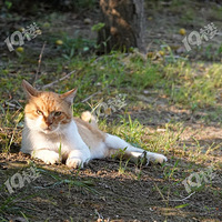 Ǯ���³�������԰��·������è