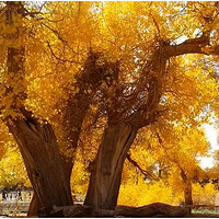 [�ƽ�ʢ��]10.1-10.7���˶���ɺ�����,���һ��ֻ��15��ĵط�