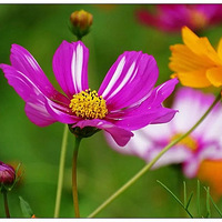 ��ɣ��֮һ�������ɽ��ͼ