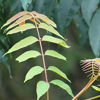 ����Ҷ�ӵ���