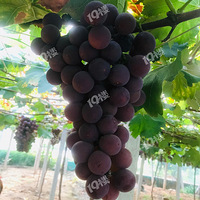 ����Ȥζ��ժ�����棬���óԣ�