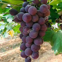 ����Ȥζ��ժ�����棬���óԣ�