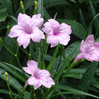 ������һһ���ں���