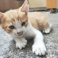 �ۼ����еĵڰ������У��ֿ��Էֵ������ˣ��������������������