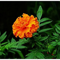 ɽ�仨��һ��