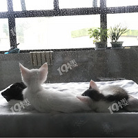 2������԰ĸè����