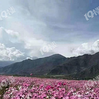 ���ڹ�������ȱƮ��������