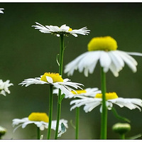 ���ɽ���׾ջ�