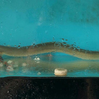 ͩ�޵�����