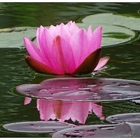 ��δ������������