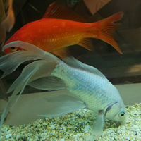 ���˼�������