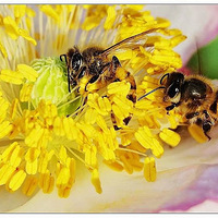 �����Ͷ�����æ