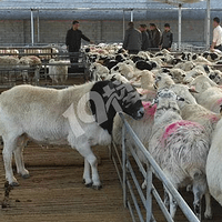 �¸�����Ŀ