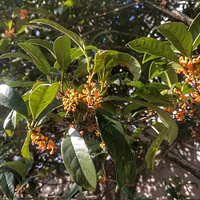 ��¶����