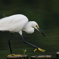 ��ĩ����