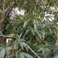 ��Ŀɽ����������