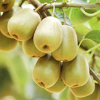 �����⨺�������������ʮ����Ҫ��İ�����