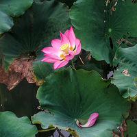 ����ڿ쵽��