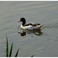 �ɽ��԰��ˮ��