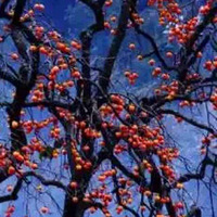 ũ���֣�����