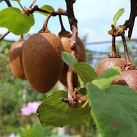 ��ժ⨺��ң�������ũ������԰�ѣ����Ʒ����~