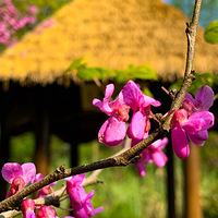 �����羰 �� ���ݡ�ӣ����������ԡ�������ڹ�̶����