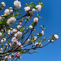 ����.�������š��׵��һ�