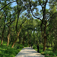 ����ֲ��԰�����Ľ���