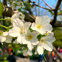 ���ݡ������㻨����̫���幫԰