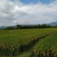 ��侹ų���ַ������