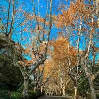 ����������������Ҷ��ʱ��̫���幫԰