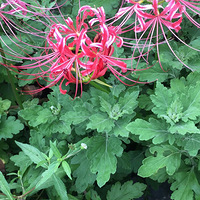 ������ɫ