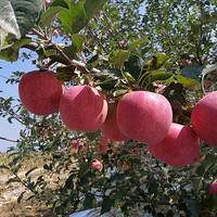 ���������츻ʿƻ����԰ֱ��������������