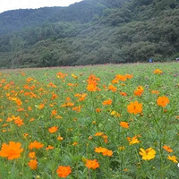 ��ĩȥ�������Ļ������̵����С�ʪ��Ƥͧ�������ժ