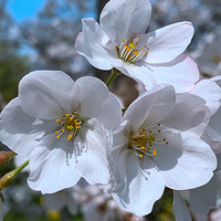 һ��Ư���Ļ���