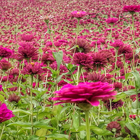 ����Ļ���