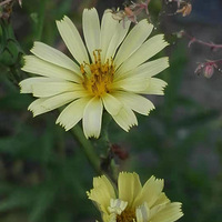 ������������    �ѹ�Ӣ