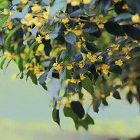 �ܿ��˴��ڣ����������������������������ɭ�ֲ���