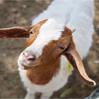 ���ˡ����ӻ���ء����ٰ���֮�Ȼ���