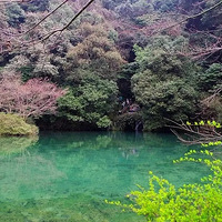 �ܿ��˴��ڣ����������������������������ɭ�ֲ���