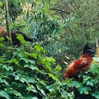 ���Դ�ɽ�����ʳ-ԭ֭ԭζ��ɽ�����ң������κε�ζƷ��