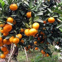 �������۾���÷�ǡ�������塢������