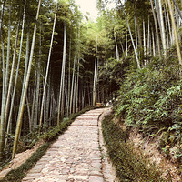 11��30�� �����ຼ��ɽ�ŵ�ͽ���������л�߻� ͽ������