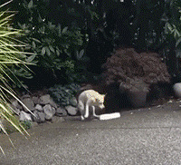 Ӱˮ赱ߣƽ˫ŻʽѣҶӣ
