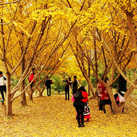 ����Ҵ����ӻơ��ؼ�88Ԫ�������ӻƣ�����������Ҵ�����һ����